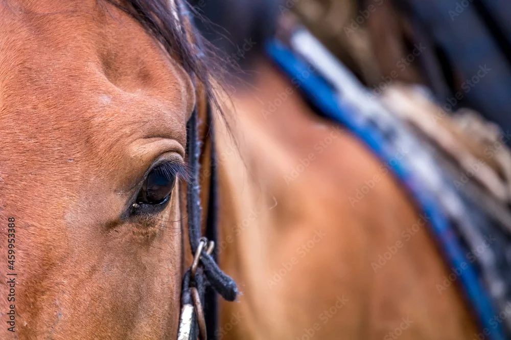 馬の顔のアップ