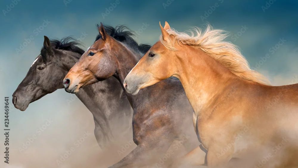 競馬のサラブレッドにおける有名な3大始祖